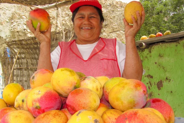 Crisis del mango en Lambayeque Agricultores regalan toneladas de fruta ante falta de apoyo del gobierno