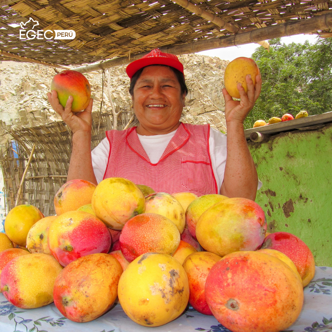 Crisis del mango en Lambayeque Agricultores regalan toneladas de fruta ante falta de apoyo del gobierno